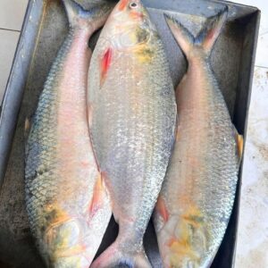 ৪ পিস ৮ কেজি → ৳ ৫০০০